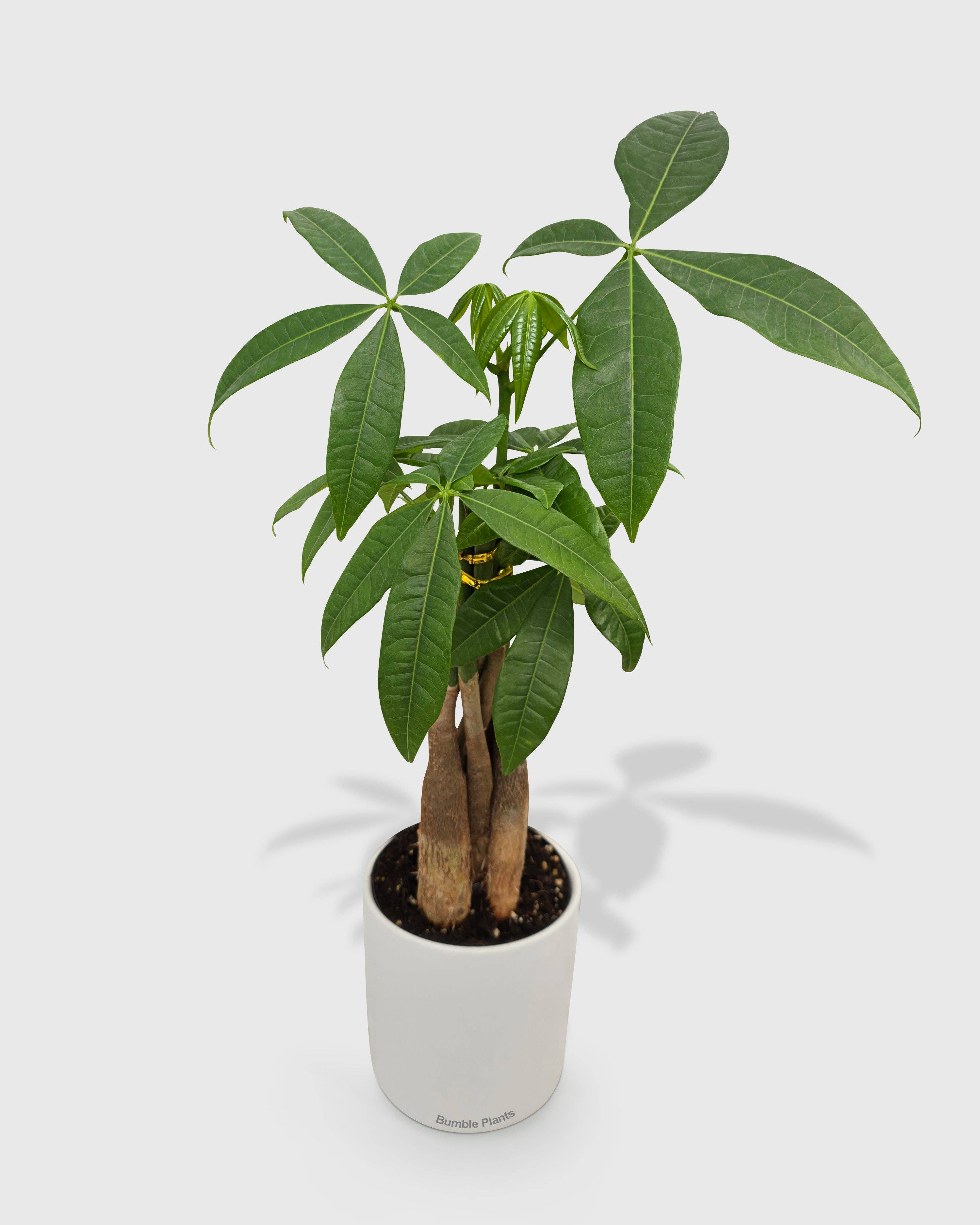 Bumble Plants - Vente Plante - Galon Pachira Money Tree « Châtaigne de Guyane »7