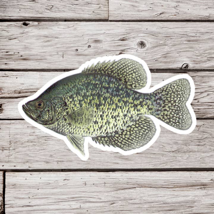 Crappie Sticker, Fish Sticker, Fishing Sticker for wholesale by NatureCuts