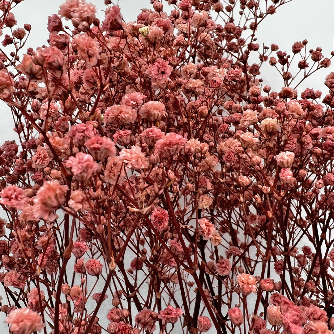 2626 Designs - Wholesale Dried/Pressed Flowers - Preserved Gypsophila, Baby's Breath,24" long18
