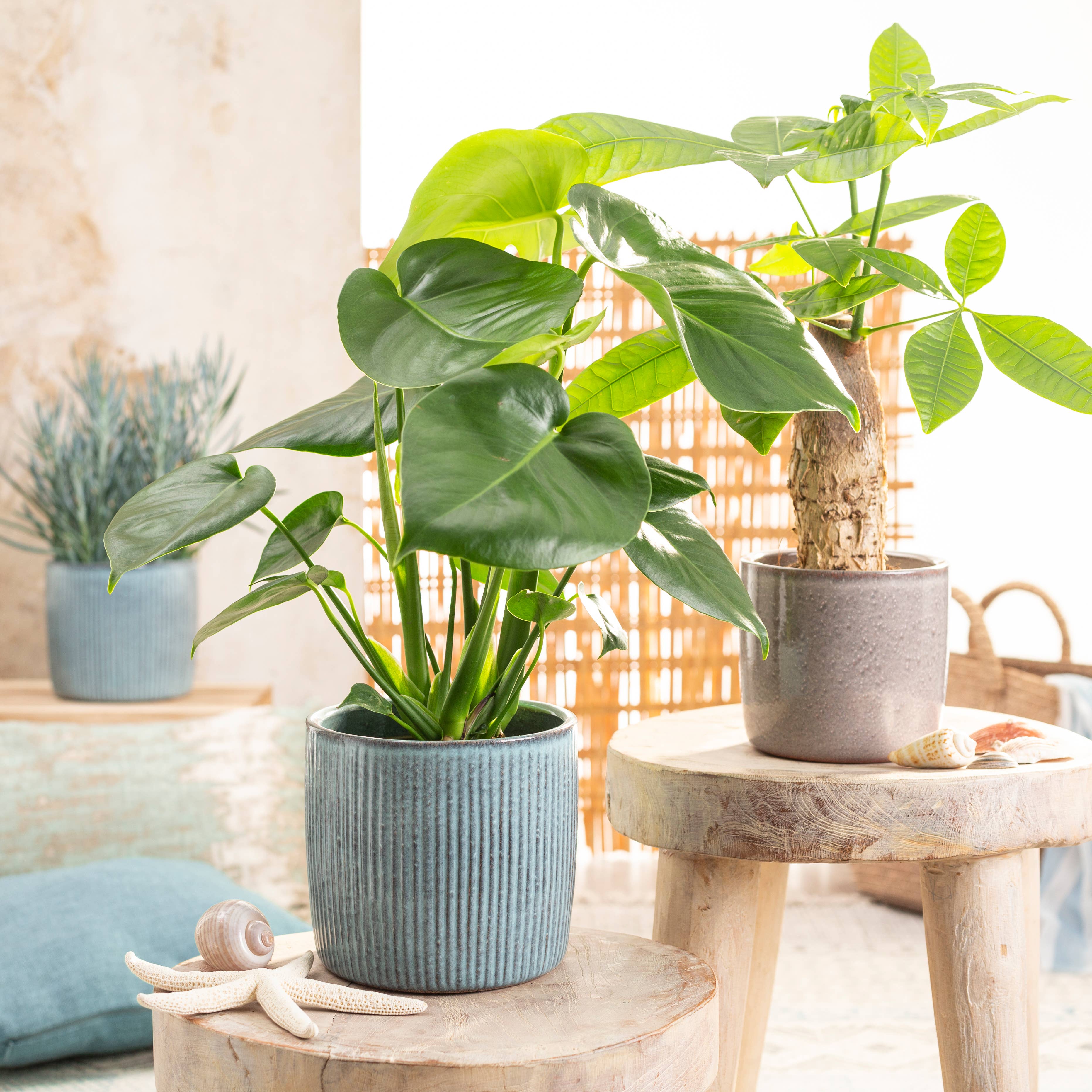 Scheurich - Wholesale Plant Pot - Set of 2 Solido Linea 909 ceramic planters5