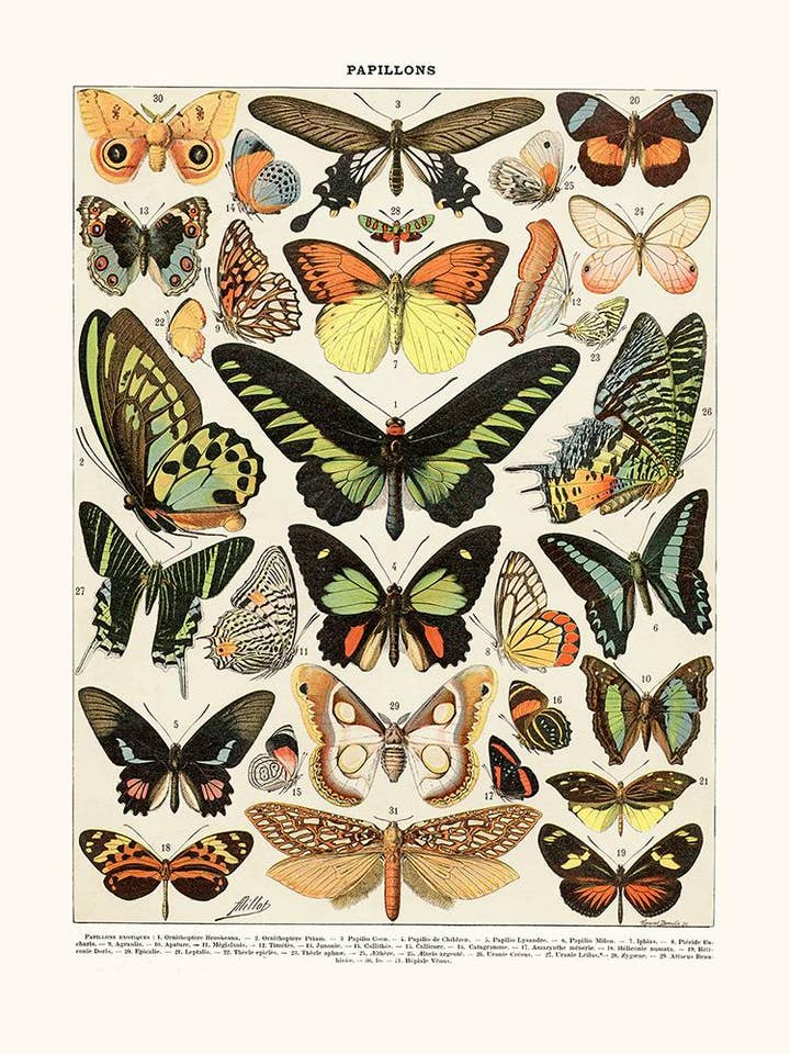 Mariposas exóticas para venta al por mayor de Salam Editions