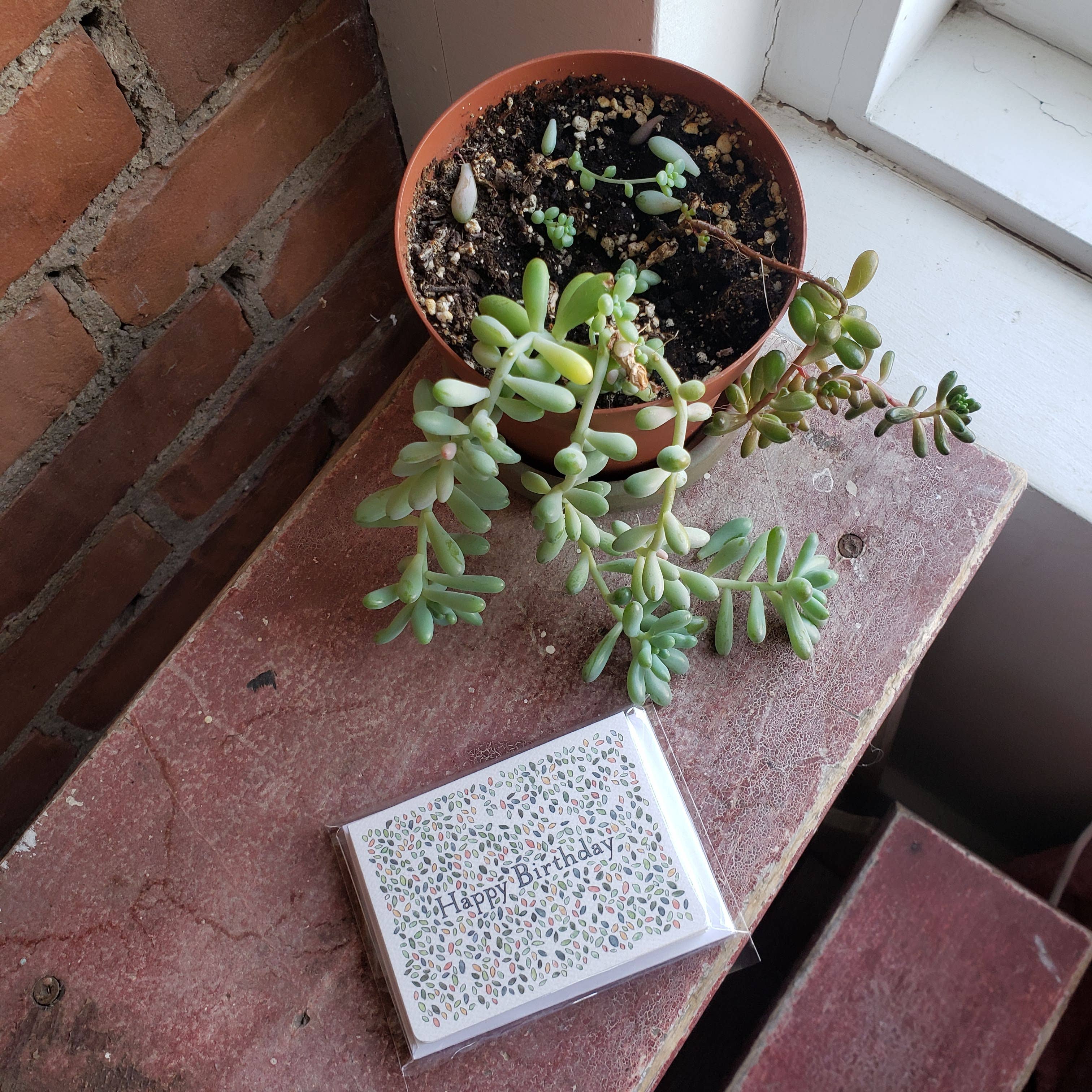 Gotamago - Wholesale Birthday Card - Birthday Leaves Mini Card1