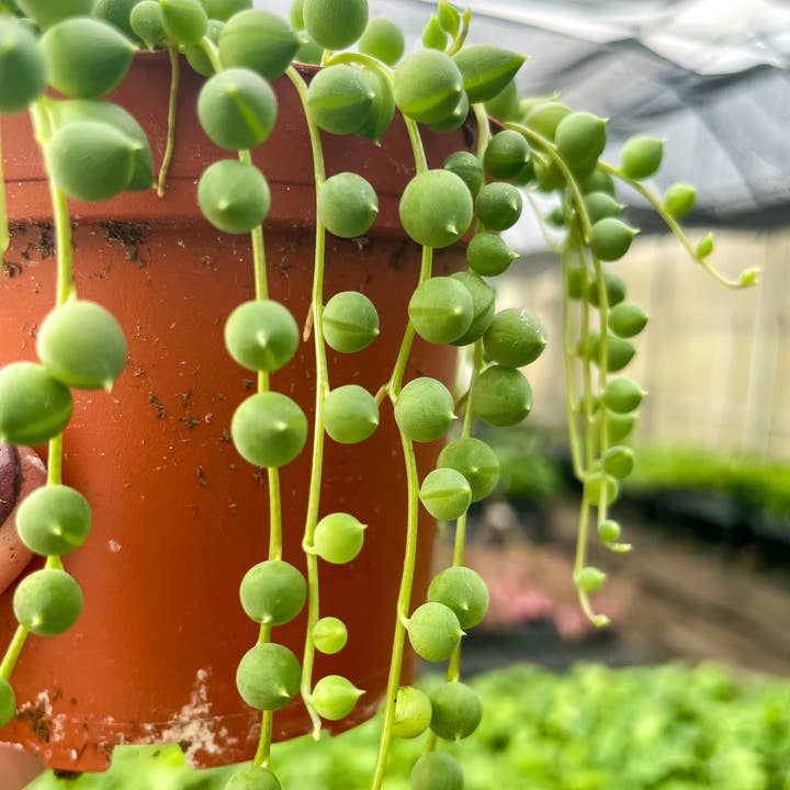 Thorsen's Greenhouse - Wholesale Live Plant - String of Pearls Plant - 4" Live Plant