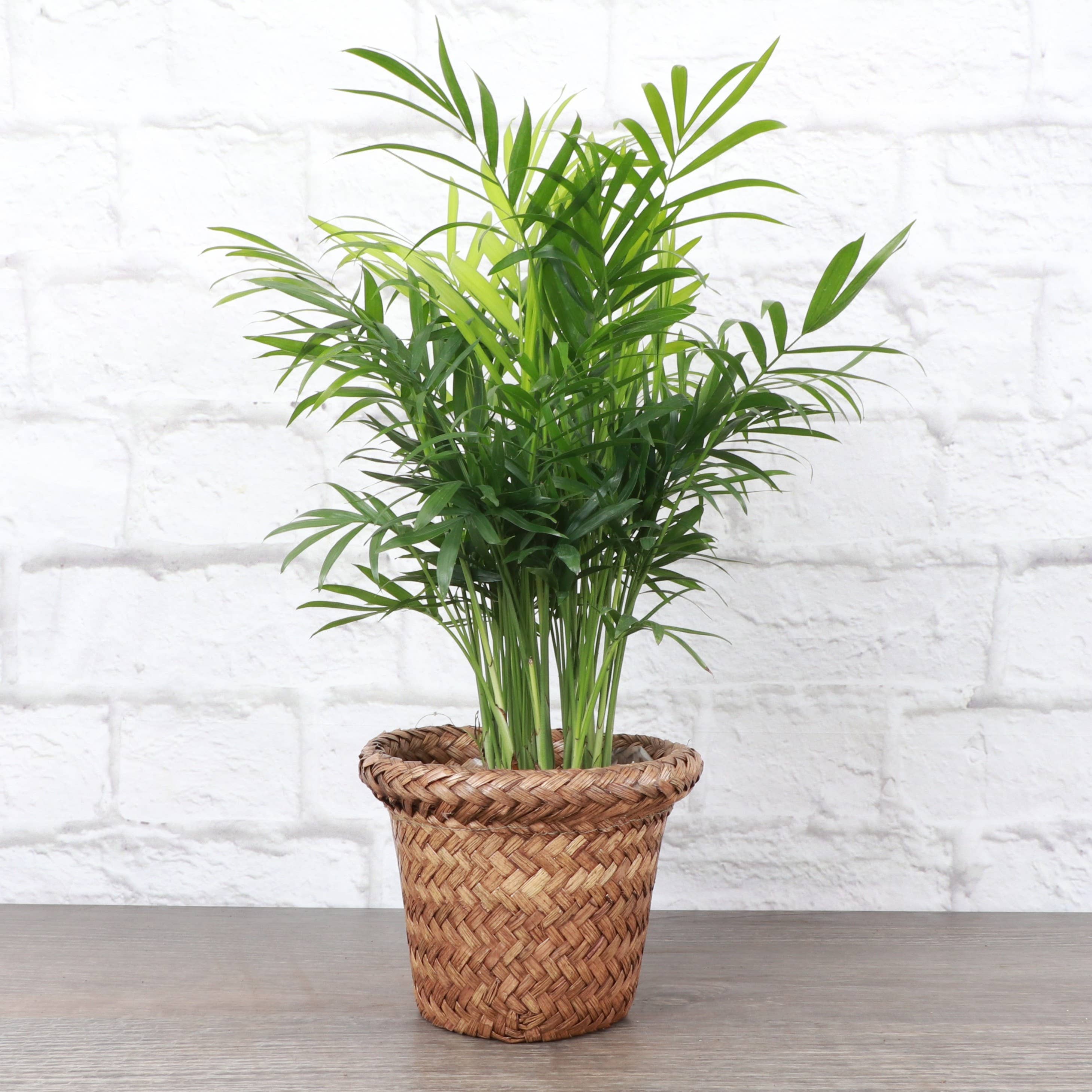 Thorsen's Greenhouse - Wholesale Plant Pot - 4" Woven Decorative Pot Cover for Plants3