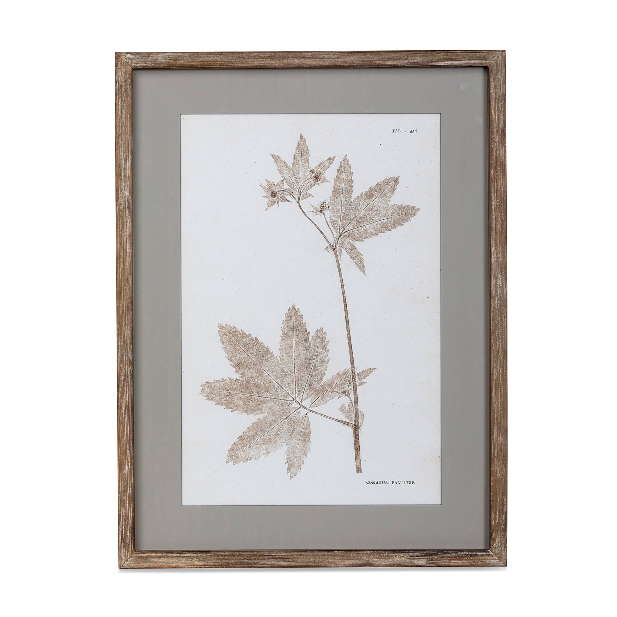 Park Hill Collection - Wholesale Wall Art Set - Framed Botanical Print3
