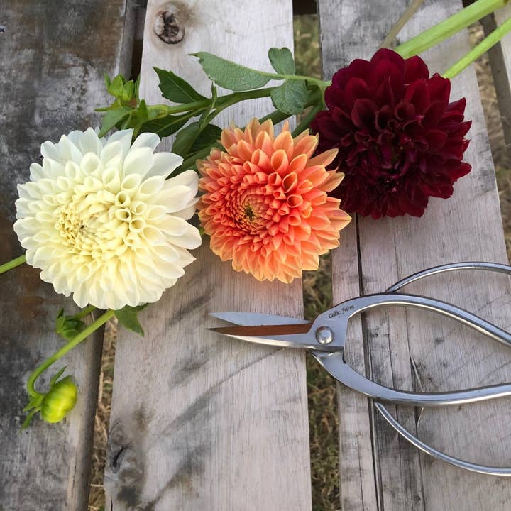 Stainless Garden Scissors (Pruning Shears/Pruners/Secateurs/Clippers) for wholesale by Celtic Farm LLC