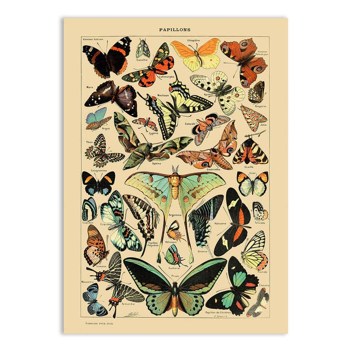 Esque - Wholesale Postcard - Postcard Vintage Butterflies - Adolphe Millot2