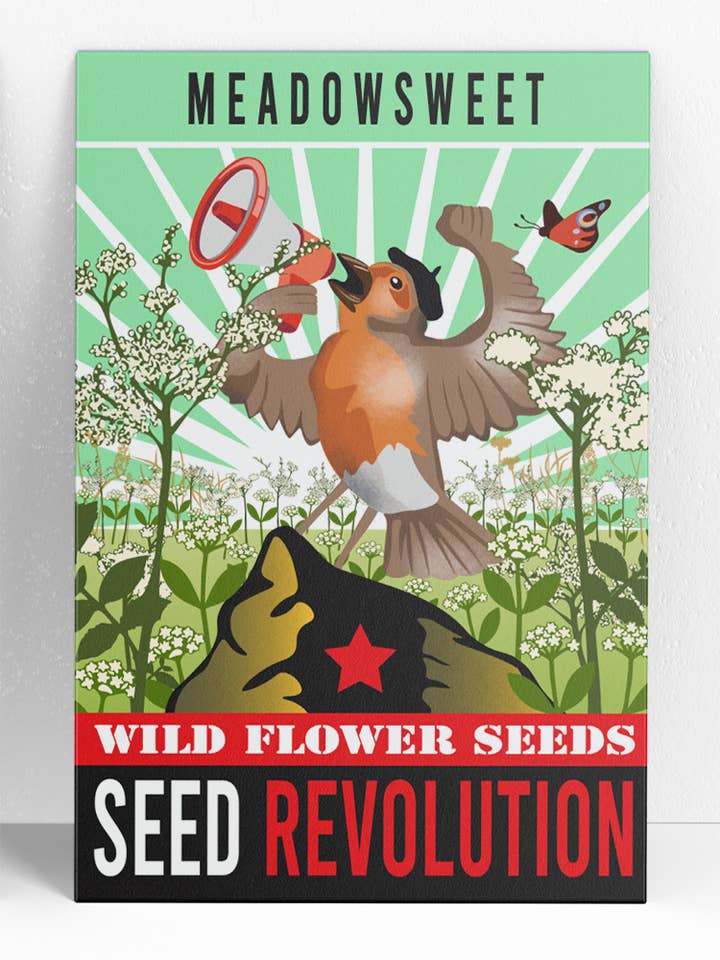 Meadowsweet Native Wildflower Seeds – Fragrant Meadow Plan for wholesale by Seed Revolution