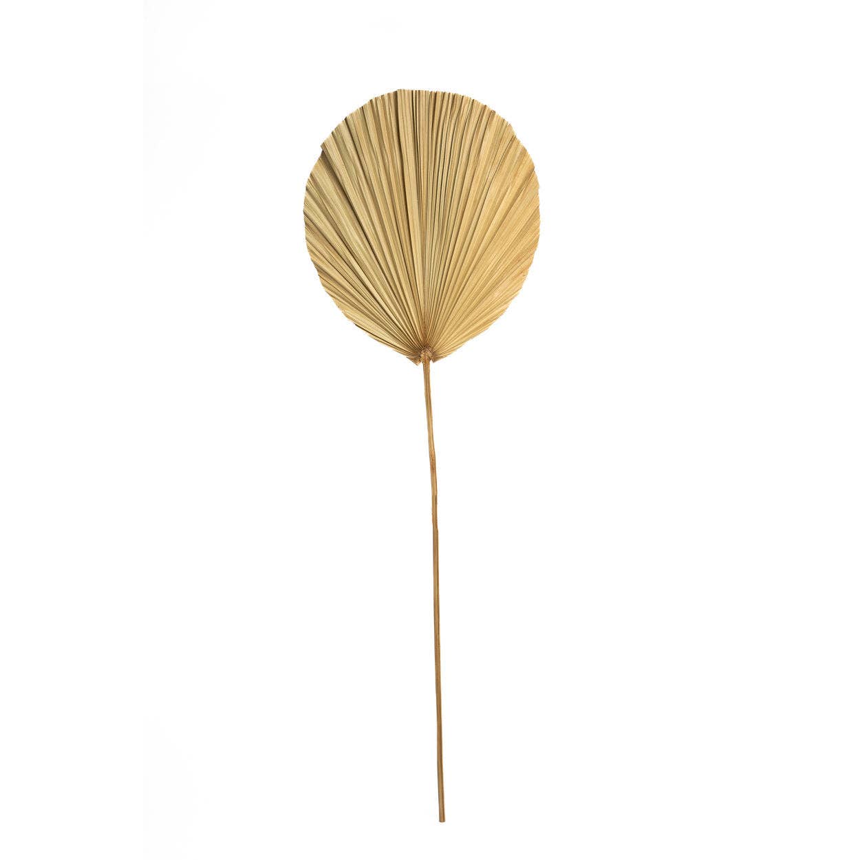 Bazar Bizar Living - Venta al por mayor Flores secas/prensadas - The Rayung Leaf - Natural4