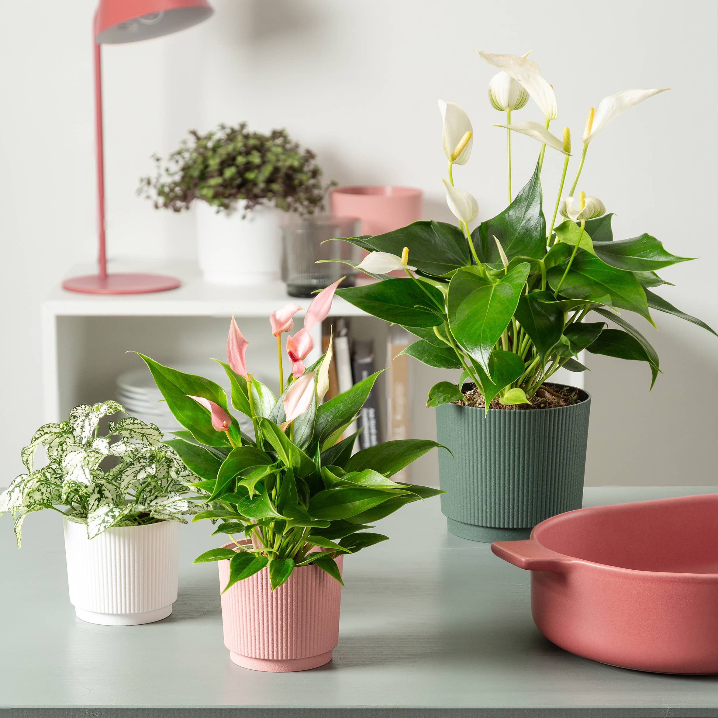 Scheurich - Wholesale Plant Pot - Flower pot/Planter Lino 237/13 - 21 made of plastic5