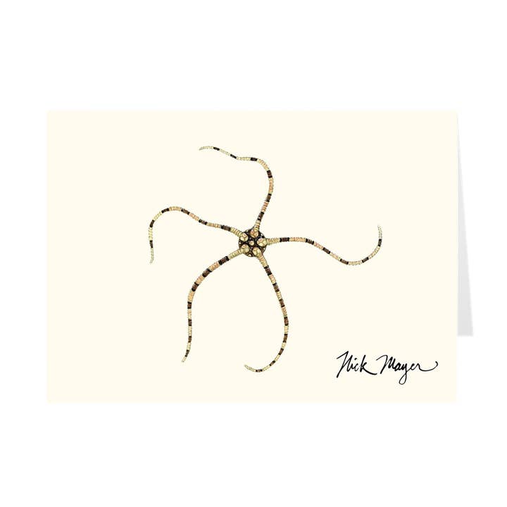 Brittle Star Notecards for wholesale by Nick Mayer Art