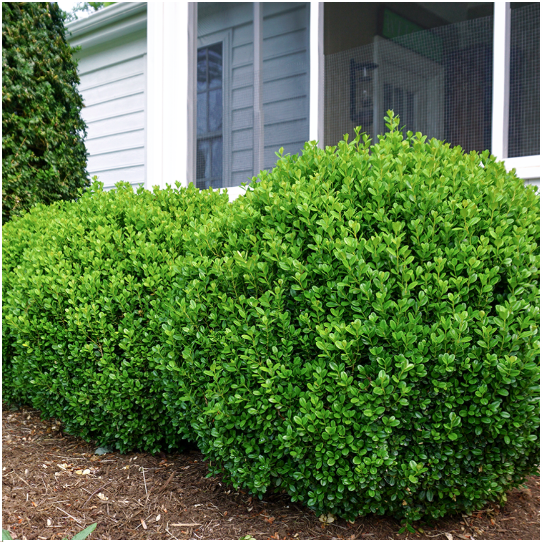 Oasis of Life – wholesale Live plant – Boxwood – Buxus NewGen Freedom – 12 plants – Ø7 cm – approx. 15 cm high – hardy & fungus resistant – ideal for hedges & topiary2