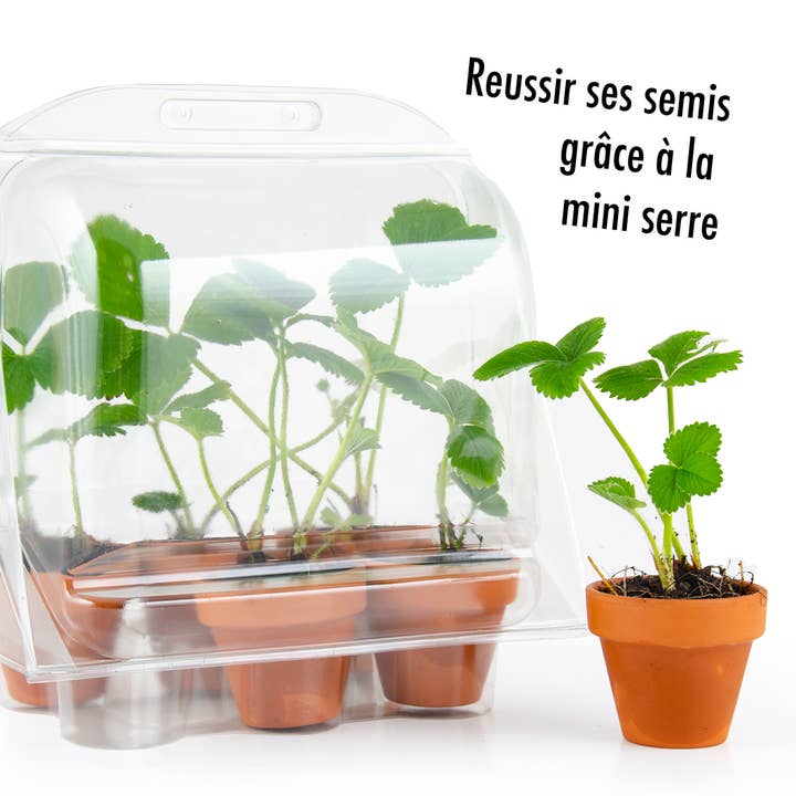 Radis Et Capucine - Wholesale Planter Box - Greenhouse for growing strawberry plants