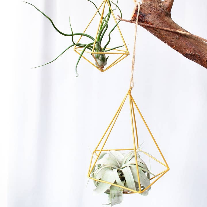 Best Plant Friend - Wholesale Live Plant - Assorted Air Plants Randomly Picked - Tillandsia Plants