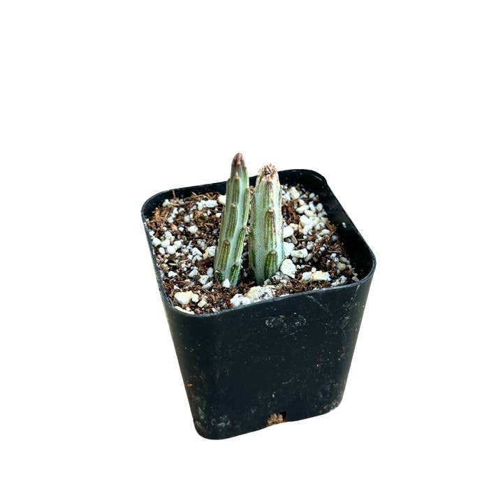 Flow State - Wholesale Live Plant - 2" Pickle Plant Cactus - Senecio Stapeliiformis - Live Plant1