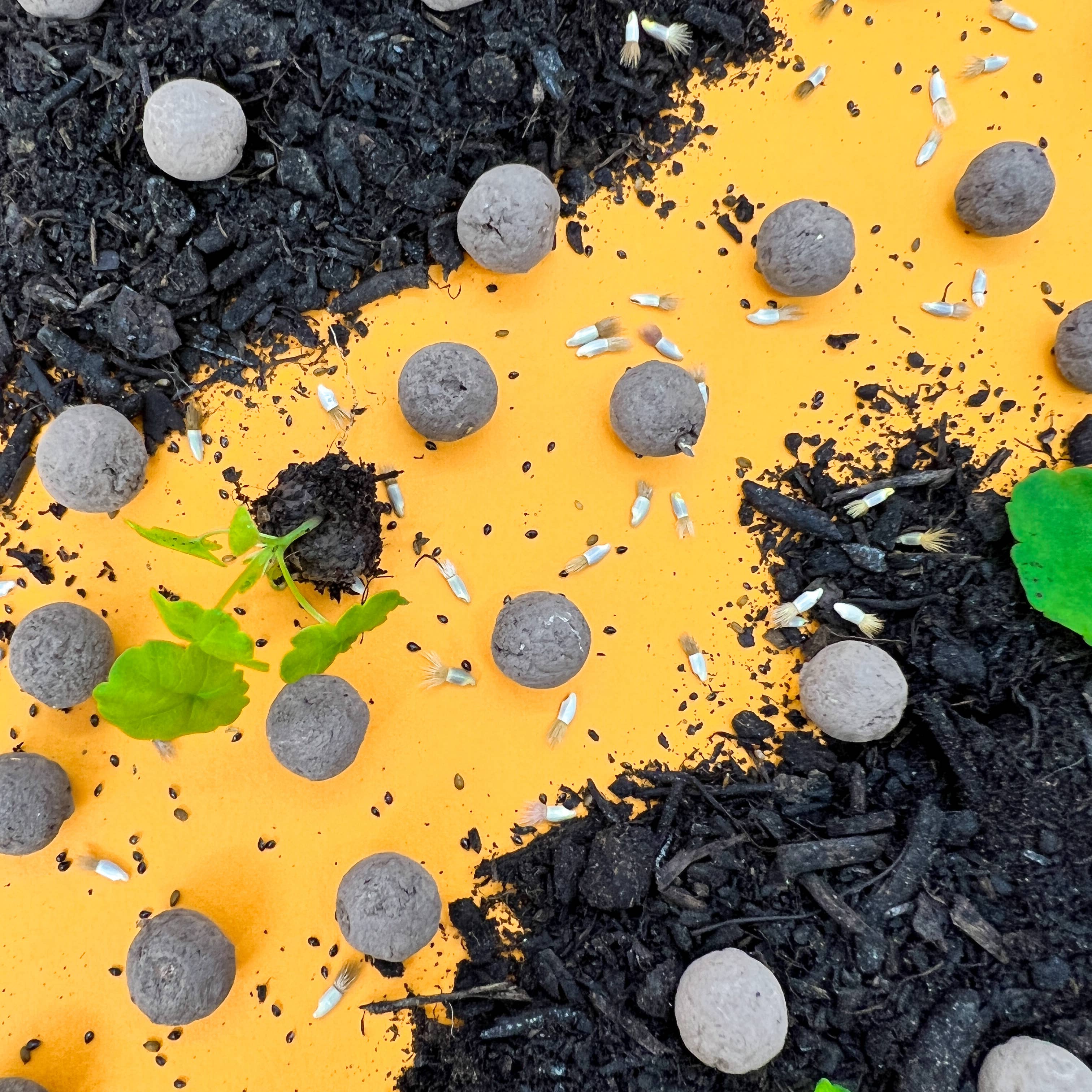 Seedball – wholesale Plant seeds – Pride Rainbow Wildflower Seedball Boxes8