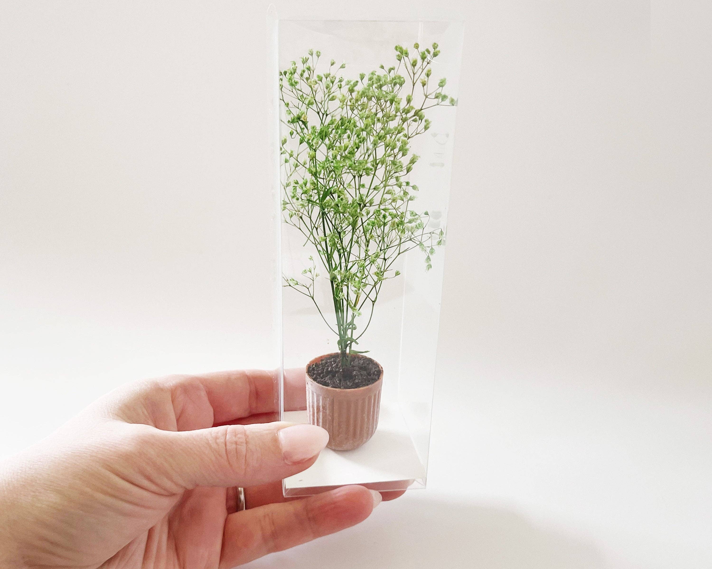 Miniette - Wholesale Live Plant - Miniature Potted Plant - Terra Cotta or Stone4