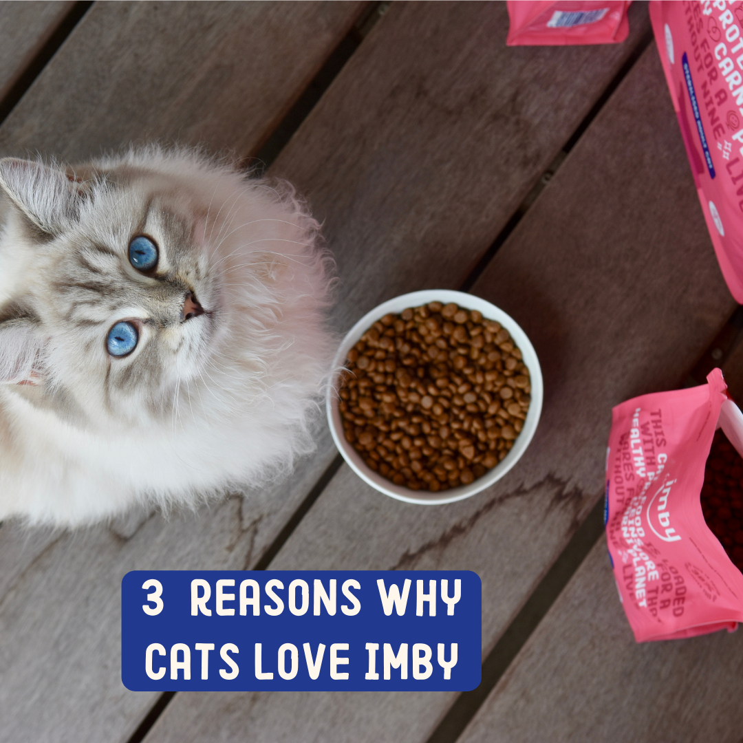 Imby Pet Food - Vendita all'ingrosso Cibo - Gatti - Croccantini per gatti con proteine di insetti sostenibili6
