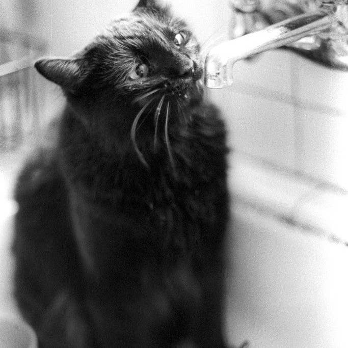 Max pour la vente par Ann Woodall Studios