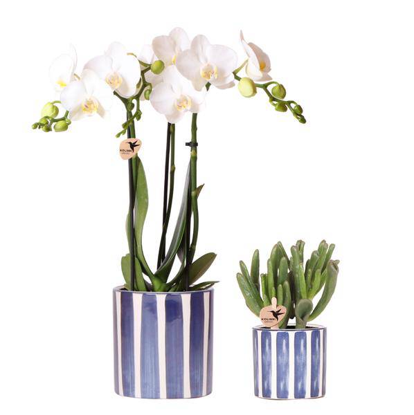 Oasis of Life - Wholesale Live Plant - Plant Set Phalaenopsis Orchid Amabilis White & Succulent Crassula Hobbit – In Blue Painted Stripe Ceramic Pot Ø9cm + Ø6cm – Elegant Houseplant Duo – Mediterranean Decor with a Summery Flair0