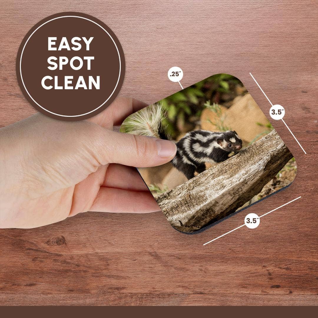 3dRose - Wholesale Coasters - 3dRose, Pine County. Captive spotted skunk. , Coaster13