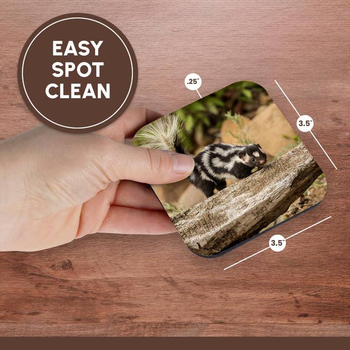 3dRose - Wholesale Coasters - 3dRose, Pine County. Captive spotted skunk. , Coaster13