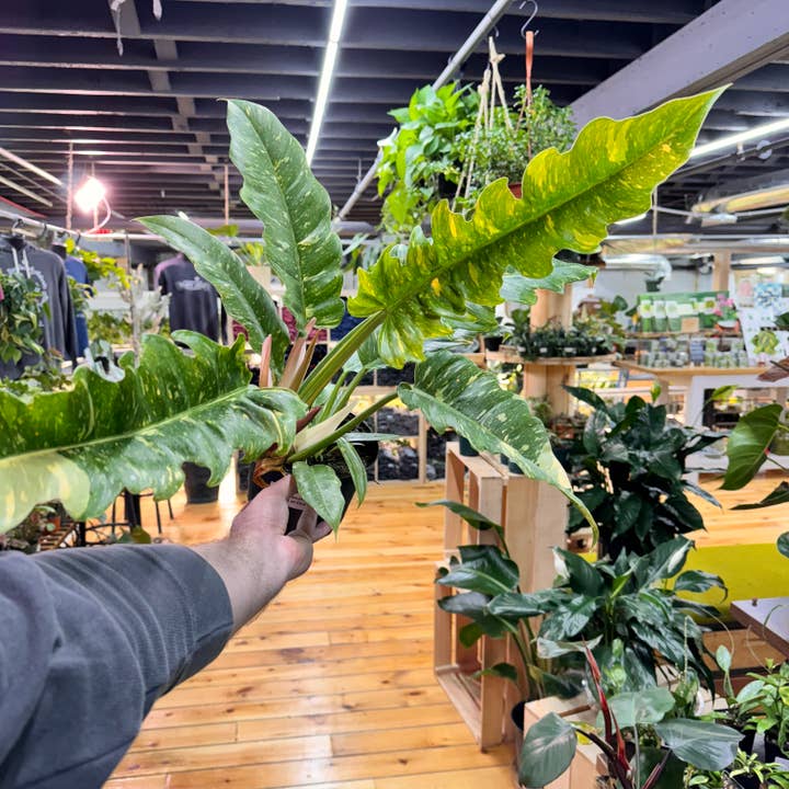 Plant Daddies of Atlanta LLC - Wholesale Live Plant - Philodendron Ring of Fire