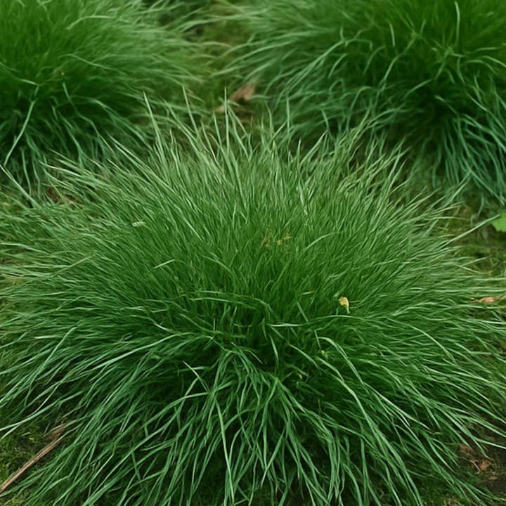 Competitive Lawn - Wholesale Plant Seeds - NoMow Iron | Hard Fescue Grass Lawn Seeds - Non GMO2