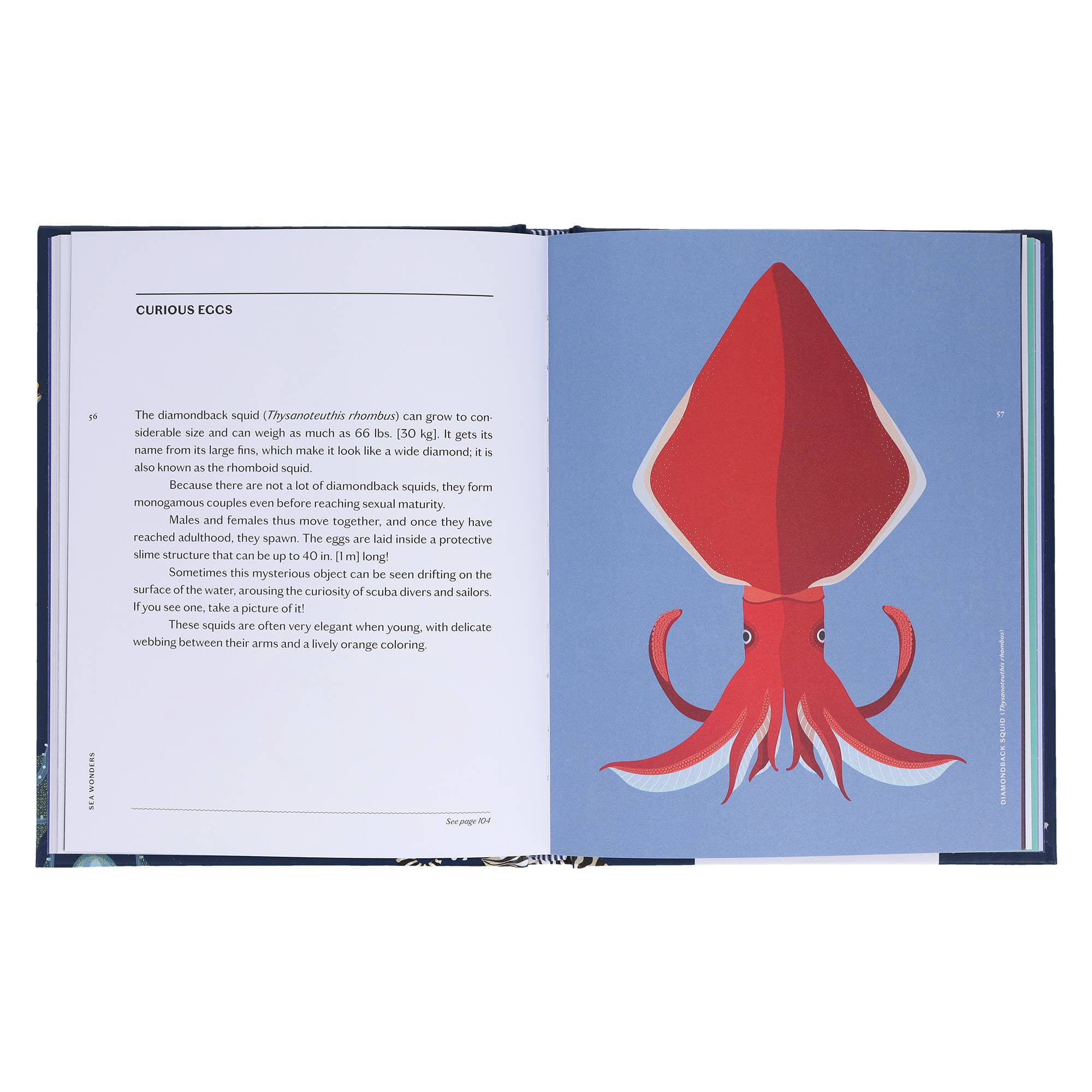 Chronicle Books - Wholesale Nature & Outdoors - Sea Wonders8
