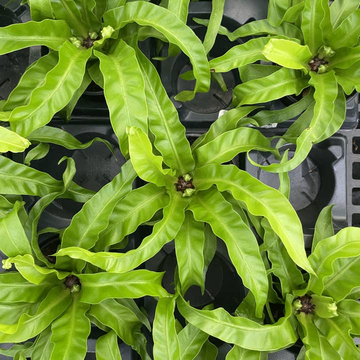 Thorsen's Greenhouse - Wholesale Live Plant - Hurricane Bird's-nest Fern - 4" Live Plant2