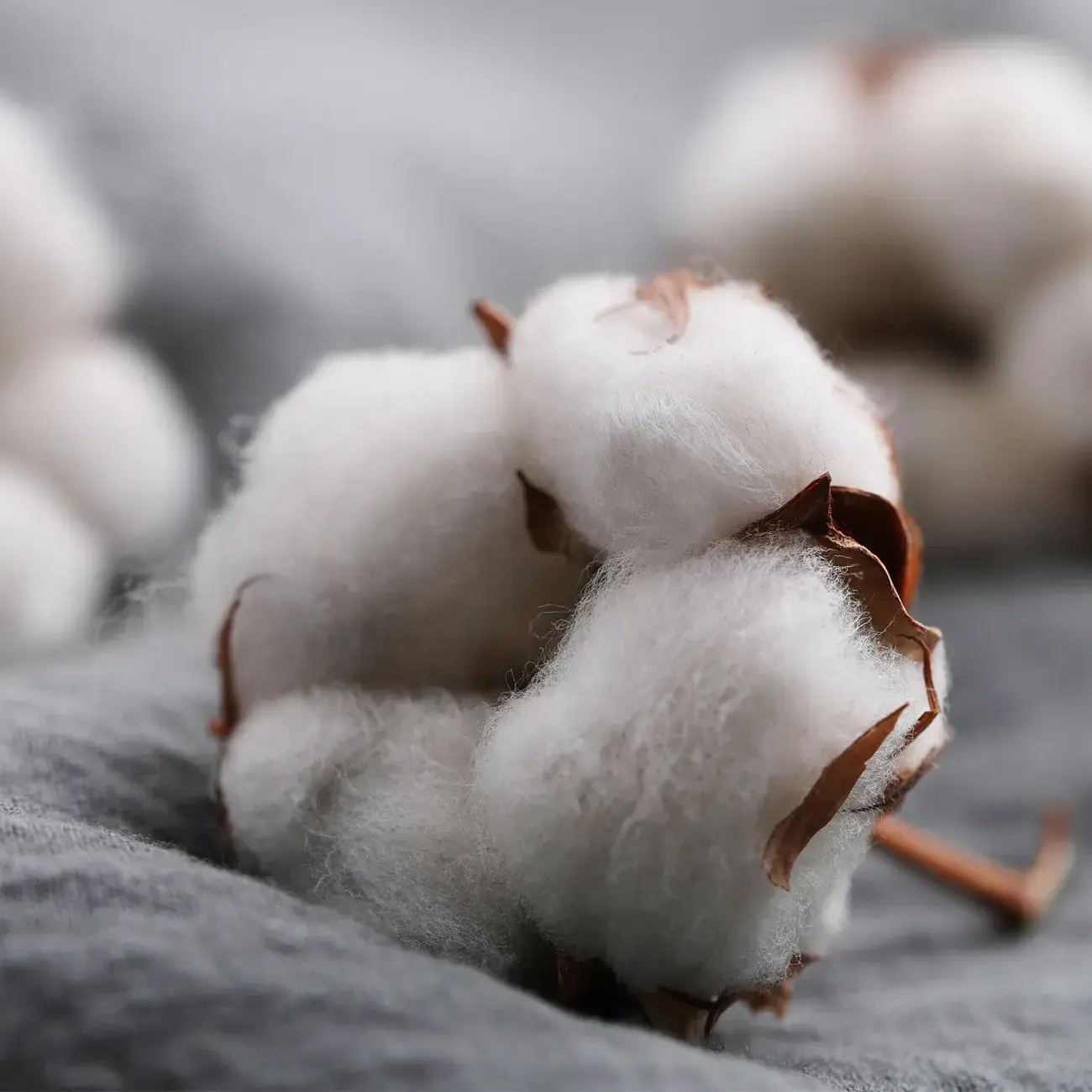 LUMINANTE - Wholesale Jar/Filled Candle - The Candle that becomes a plant Cotton Flower model "coco"1