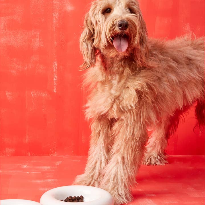 HotDog Pets - Wholesale Pet Bowl - Cat/Dog - White ceramic dog feeder3