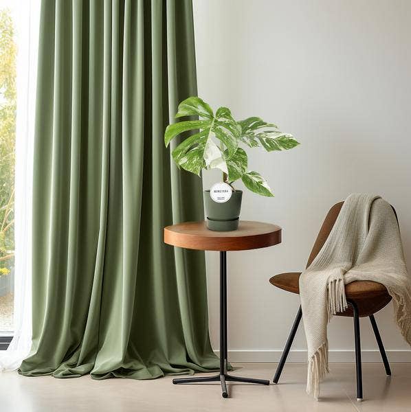 Oasis of Life - Venta al por mayor Plantas naturales - Monstera Deliciosa Variegata – Planta de interior Ø15cm ↕45cm – Rara Monstera variegada con hojas blanco-verdes – Planta trepadora tropical y purificadora de aire – Para salón y oficina3