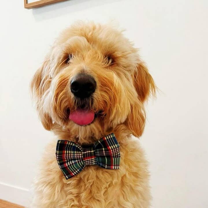 Baylor's Bow Ties - Wholesale Pet Bow Tie - Dog - No balls still a baller Pet Bow Tie, funny dog bow tieÂ