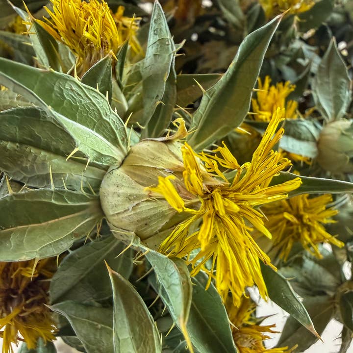 Lovejoy Farms Premium Dried Flowers – wholesale Dried/pressed flowers – Safflower - Yellow Naturally Dried Flowers 3