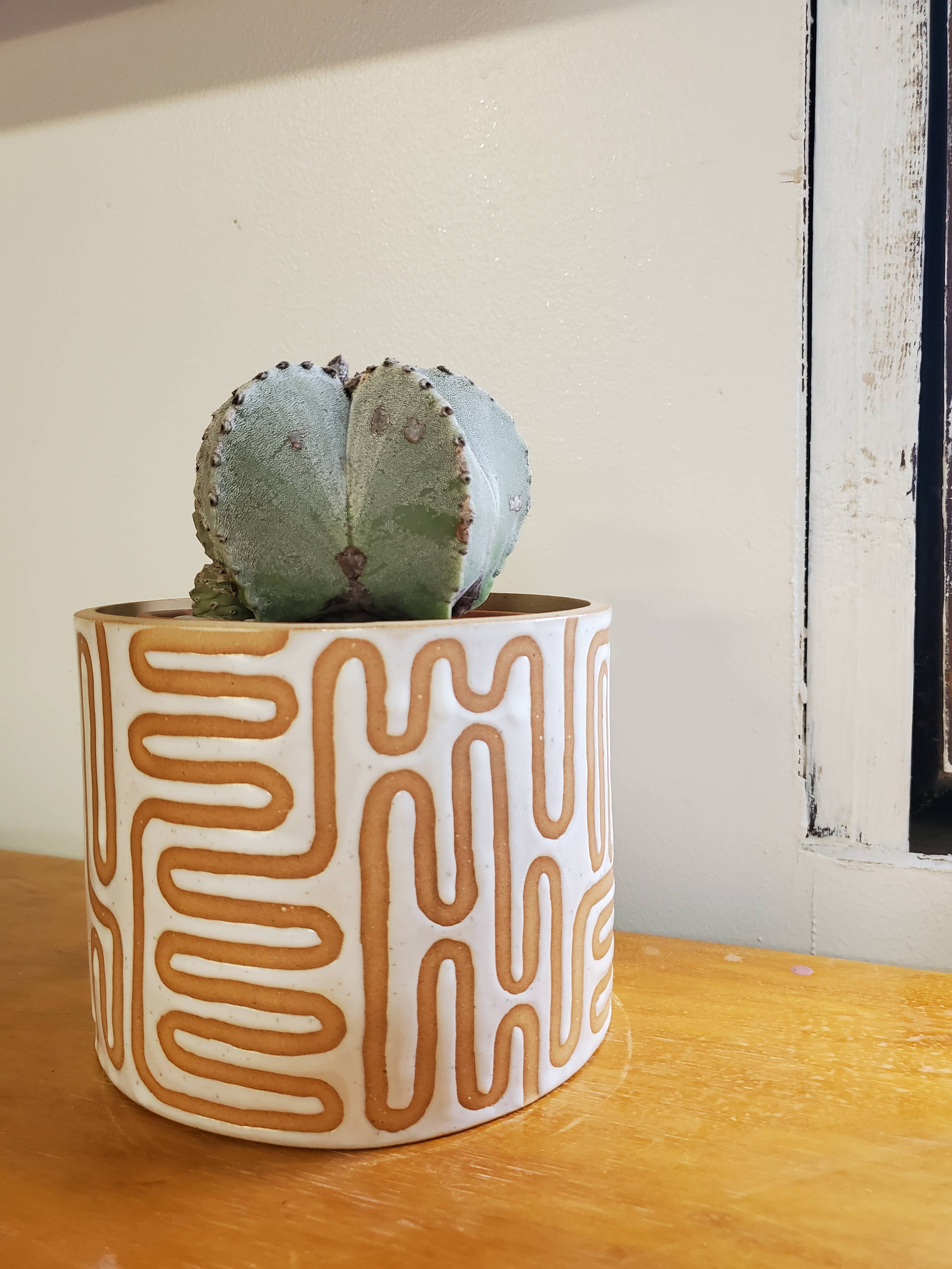 CURIOUS CLAY – Engroshandel Plantekrukke – Vrikke mønster Planter1