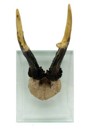 Modern World by Contrast Inc. - Wholesale Wall Accent - Antler Double Glass Wall Mount1