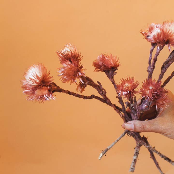 Idlewild Floral Co. - Wholesale Dried/Pressed Flowers - Preserved Mauve Silver Daisy