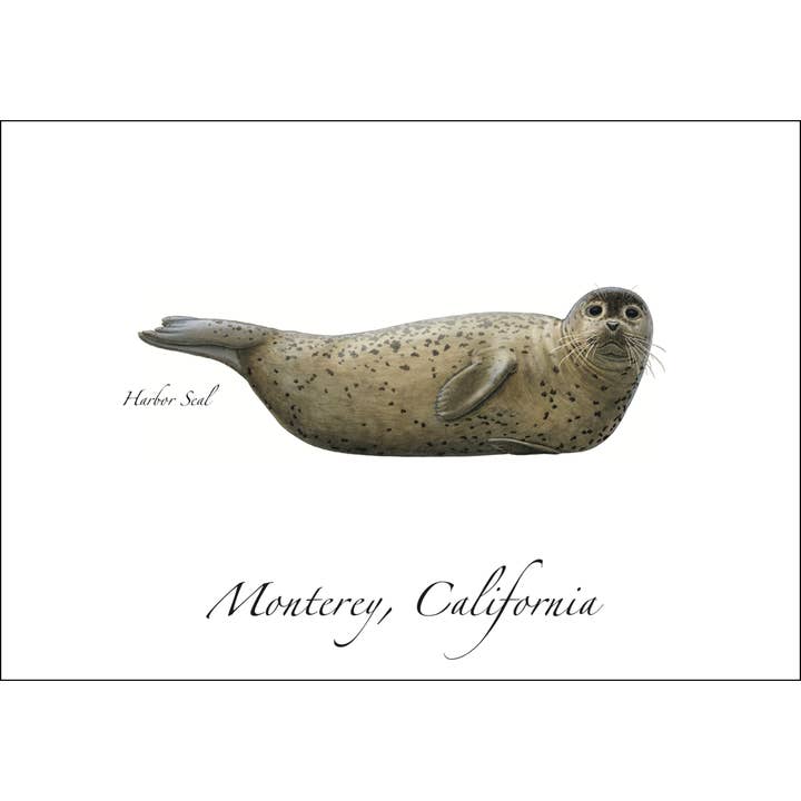 Harbor Seal for wholesale by Earth Sky + Water