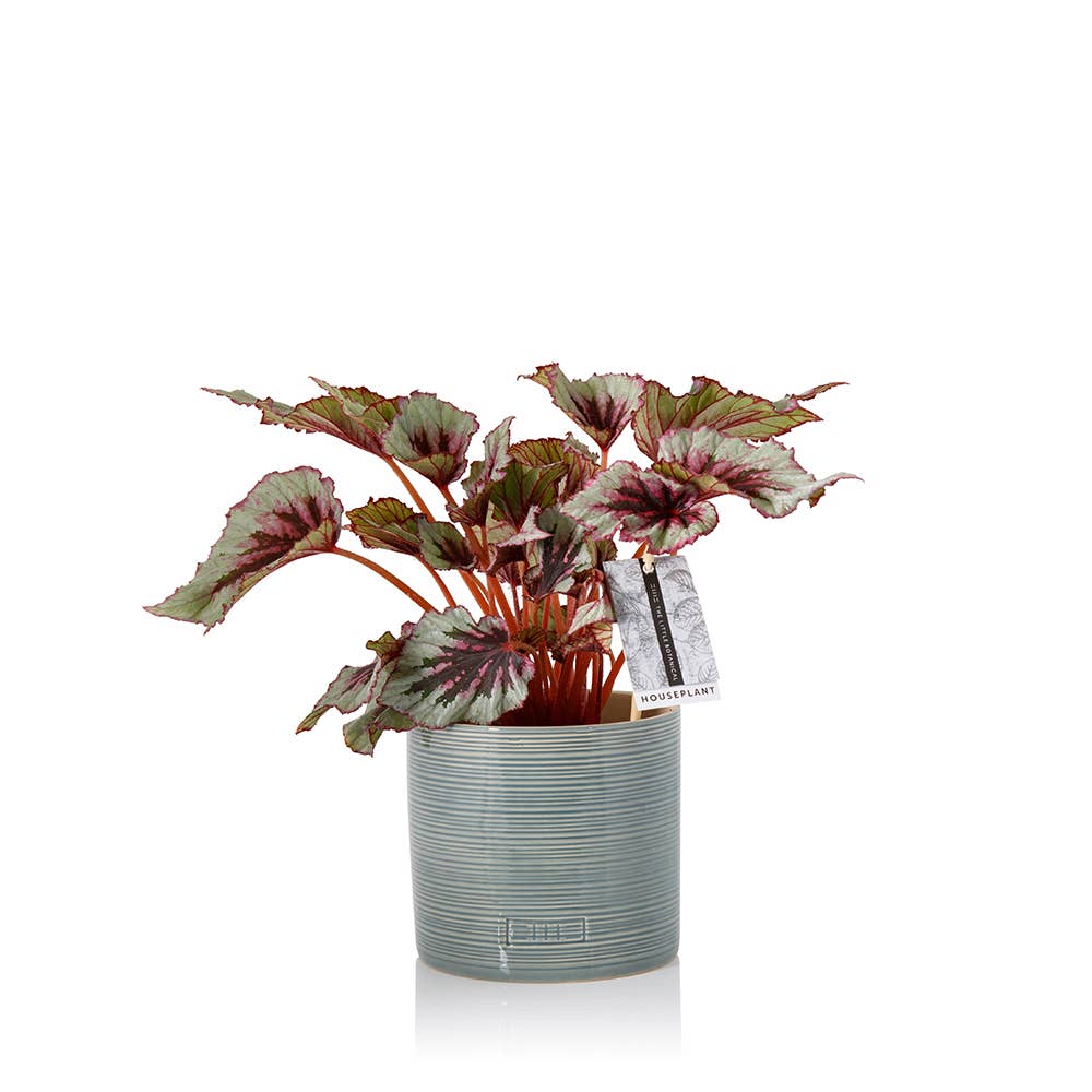 The Little Botanical - Wholesale Live Plant - Living Begonia Beleaf6