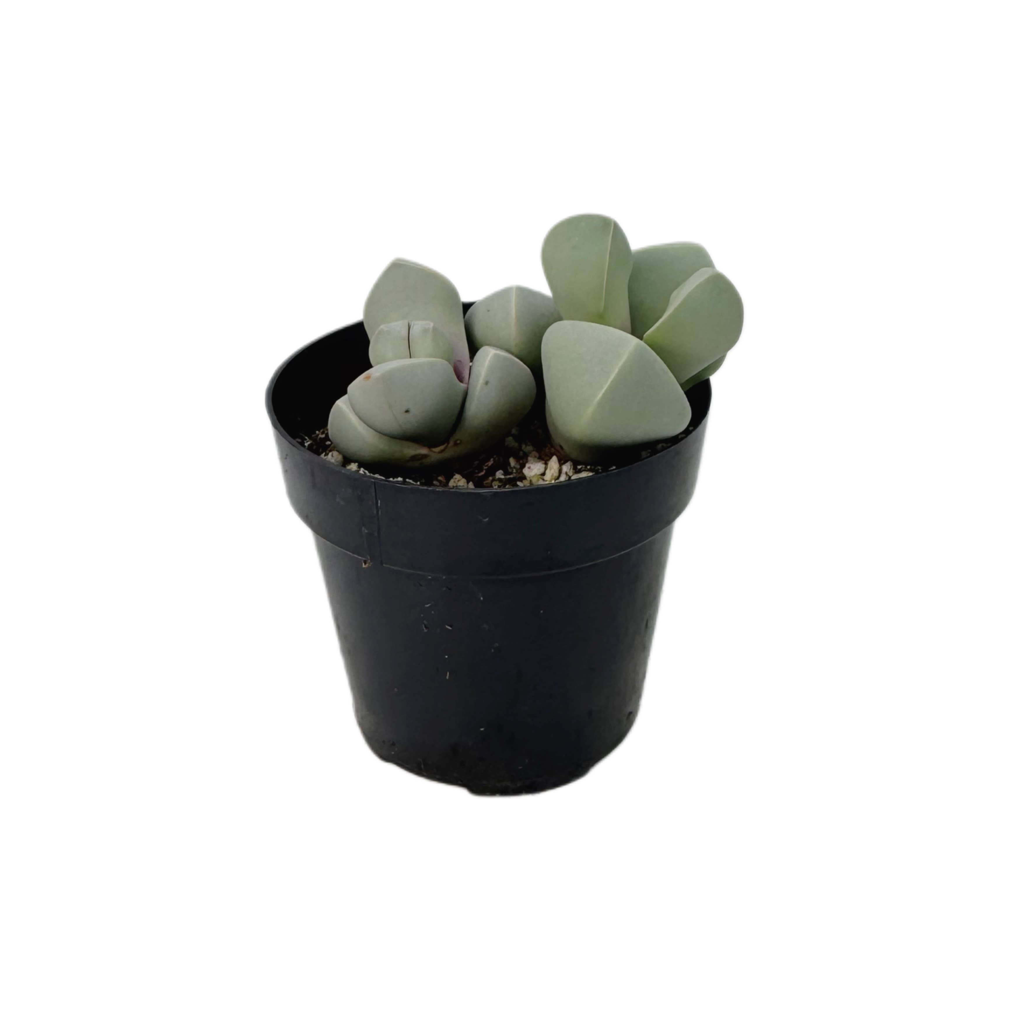 Succulent Wholesale - Wholesale Succulent - Karoo Rose | 2.5 inch | Lapidaria margaretae1