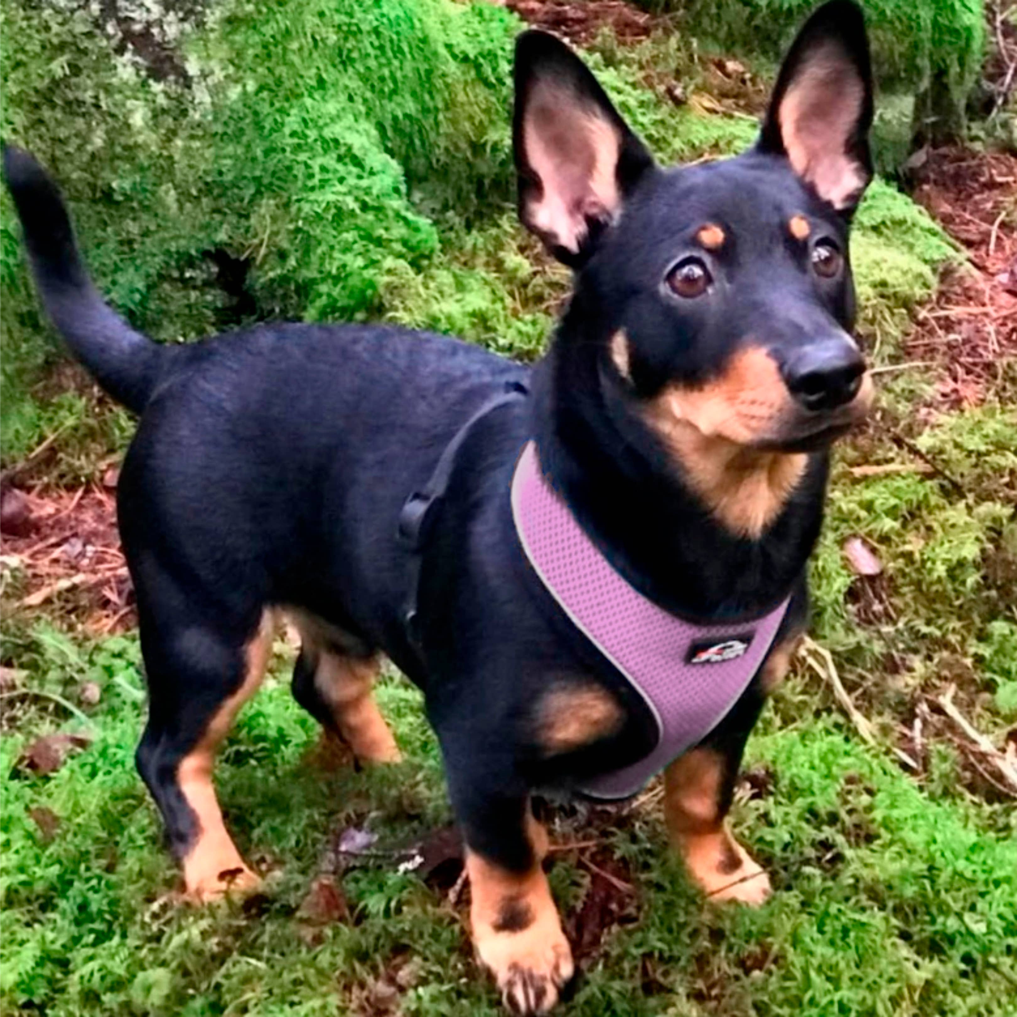 FINNERO - Wholesale Pet Harness - Dog - FINNERO LIGHT Reflective Harness For Pets, 4 Colors7