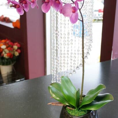 Sweet Home Deco - Wholesale Artificial plant - Real Touch Phanaenopsis Orchid Leaves with Realistic Roots4