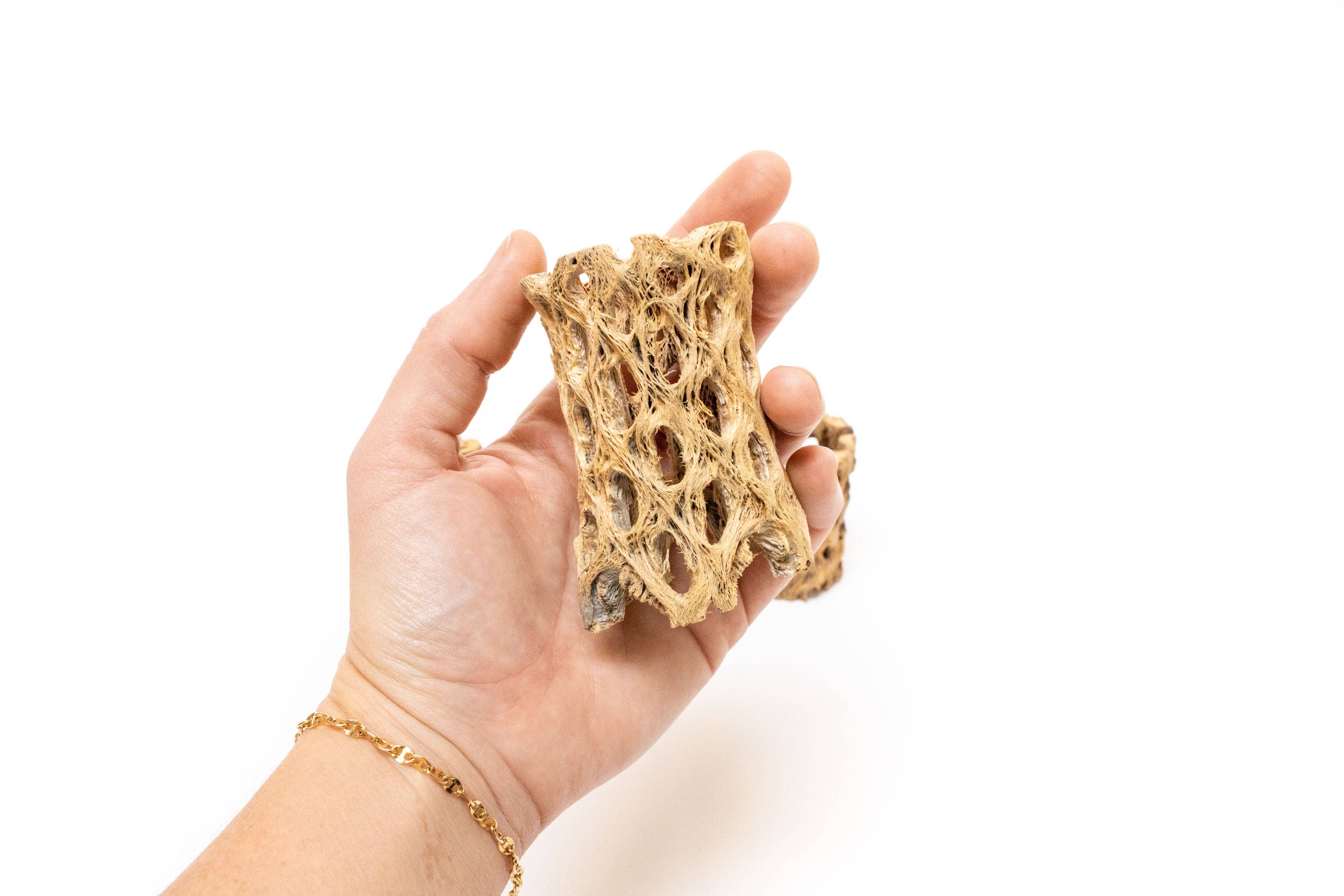 Air Plant Shop - Wholesale Plant Pot - Natural Cholla Wood Container - 3 Inches Tall with Ionantha3