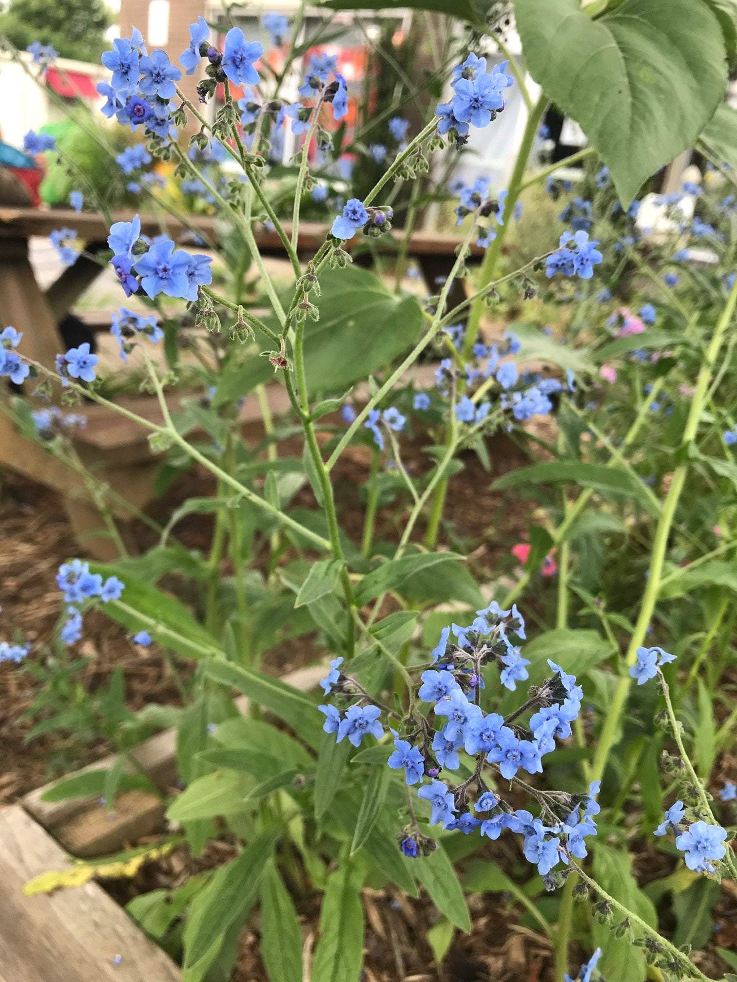 Sow True Seed - Wholesale Plant Seeds - Forget-me-not Seeds5