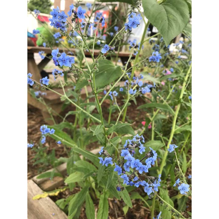 Sow True Seed - Wholesale Plant Seeds - Forget-me-not Seeds5