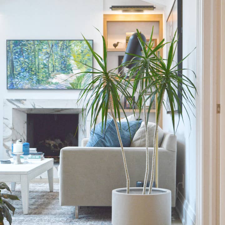 Common House Studio - Wholesale Plant Pot - FLUTED BASE PEDESTAL POT | PLANTER7