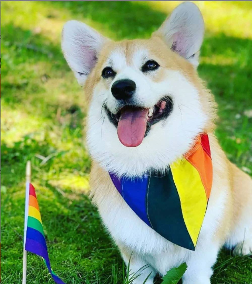 Top Rocks Doggie Wear - Venta al por mayor Bandana - Perros - Bandana sobre el cuello Rainbow Pride5