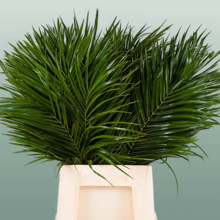 GR Phoenix (Palm) (5 Bunches) for wholesale by All Occasions Wholesale