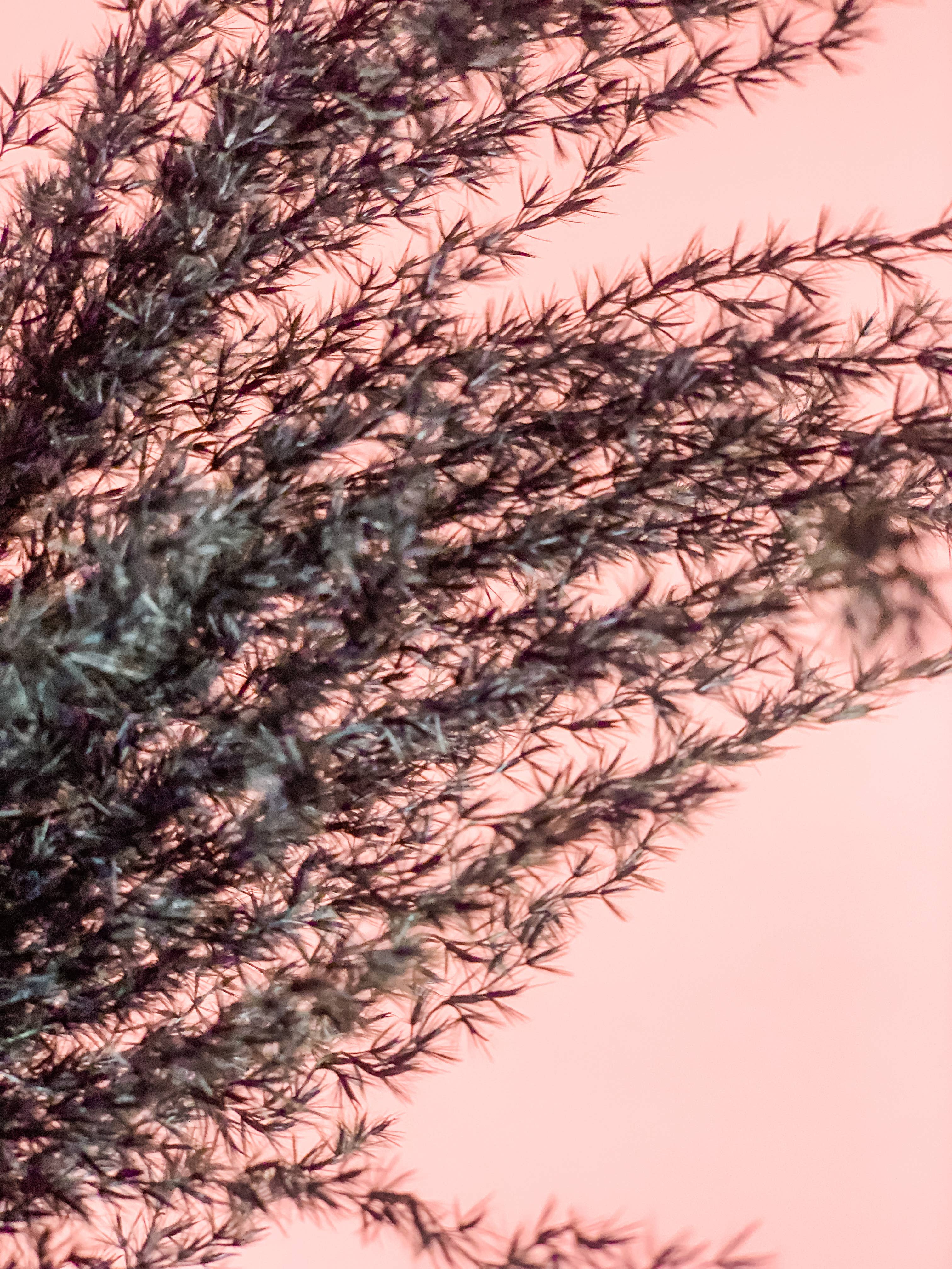 Fleurs Flowers - Wholesale Dried/Pressed Flowers - Miscanthus Grass9